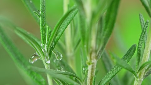 Super Slow Motion Shot of Water Drop Falling on Fresh Rosemary at 1000fps.