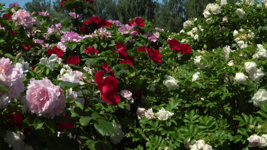 106 Rose bush border Stock Video Footage - 4K and HD Video Clips ...