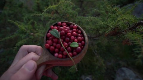 POV shot of Lingonberries collected in Boreal pine tree forest in Finland