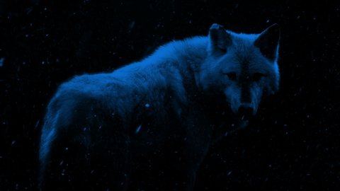 Wolf In Snowfall At Night