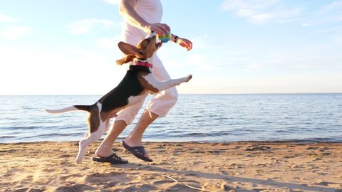 Playful young dog run with owner by beach, jump and try to catch toy. Man tease puppy, raise hand up and pet miss. Funny drop ears fly in air, slow motion shot of happy two