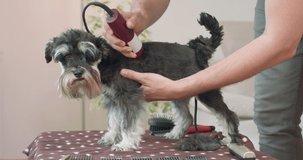 The close up of the male hands, who is clipping a yorkshire terrier with a clipper. Dog's staying on the table. Man collects the cropped fur