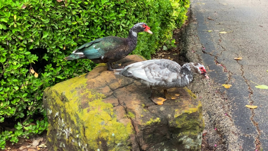 Large ugly colorful ducks or geese sitting on a rock near a lake in Dallas Texas. ducks jumping off of a rock. 