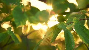 Beautiful natural abstract 4k video background. Soft sunset yellow sunlight shining through branches of green trees isolated at sunny sky backdrop.
