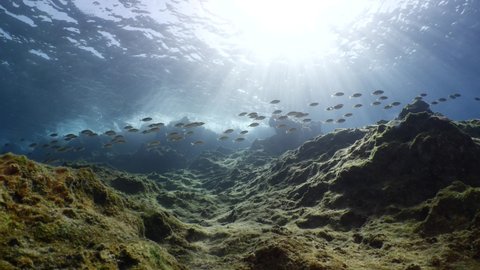fish scenery underwater sun beams sun rays underwater mediterranean sea sun shine relaxing ocean scenery backgrounds