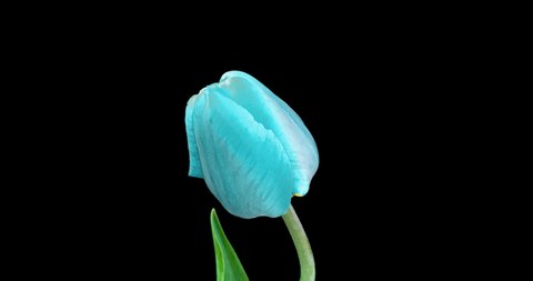 Blue tulip flower on black background, time lapse