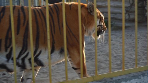 closeup Amur tiger walks behind the cage lattice