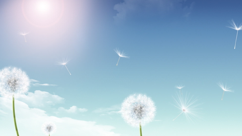 Dandelion Blowing in the Wind Abstract Animation Video Royalty-Free Stock Footage #1059499349