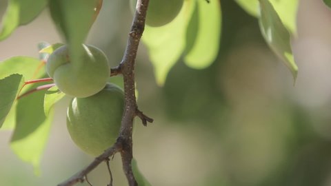 Many unripe apricots. Green apricots on a branch close-up. Apricot branch with unripe green fruits and leaves closeup. Fresh green apricot fruit hanging on tree.