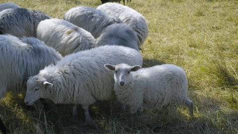 A flock of sheep eating close together on the green meadow, sun is shining in the late summer, camera panning right to left (RTL)