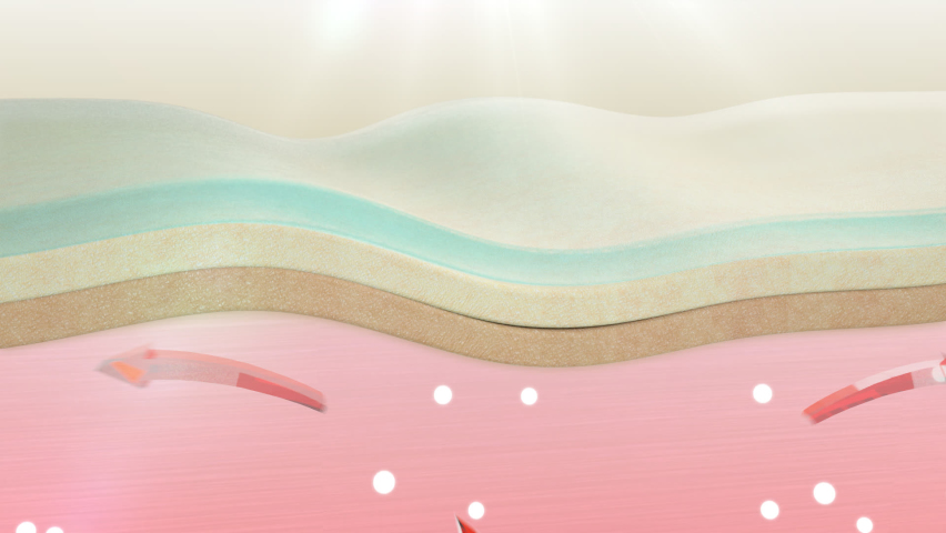 3D Animation Skin Layer Wrinkle smoothing. Action of skin care Collagen repair Effect
