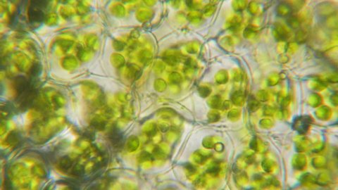 Chloroplast under a microscope. Cell division. Cell structure. Cell division. View of leaf surface showing plant cells under microscope. Virus infection. Green plant cells under microscope. GMO. DNA.
