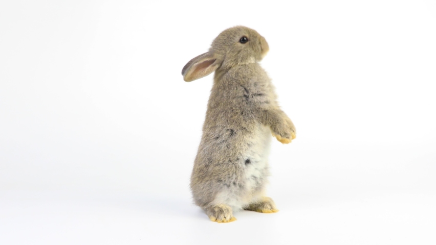 A healthy lovely bunny easter grey rabbit stands up on two legs, cleaning face, ears, body, sniffing, looking around, on blue screen background. Cute fluffy rabbit, Lovely Animal concept. Royalty-Free Stock Footage #1059507137
