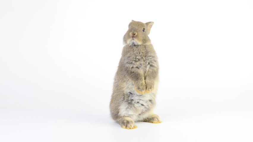 A healthy lovely bunny easter grey rabbit stands up on two legs, cleaning face, ears, body, sniffing, looking around, on blue screen background. Cute fluffy rabbit, Lovely Animal concept. Royalty-Free Stock Footage #1059507137