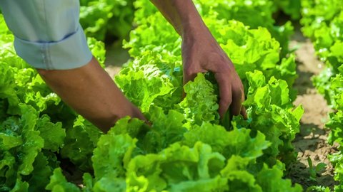 Harvesting fresh lettuce from the land by hand, close up