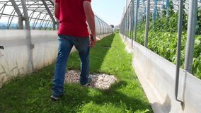 Farmer walking in between two large greenhouses showing his fresh crops - Powered by Shutterstock - Get 15% off with code: PIKWIZARD15
