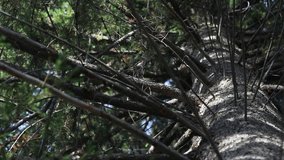The trunk and lush crown of a large tree are shot from the bottom up. Bottom view of the crown of a huge old spruce with glittering sun and shadows on the trunk and branches swaying from the wind. - Powered by Shutterstock - Get 15% off with code: PIKWIZARD15