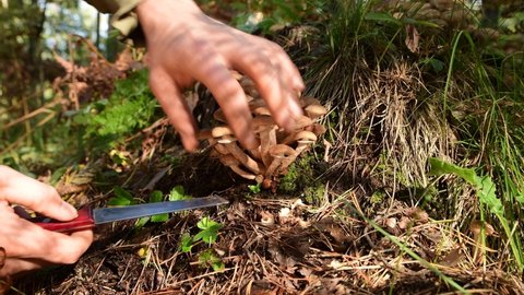 Mushroom picker cuts edible forest mushrooms with a knife (Honey mushrooms). These mushrooms grow on birches, stumps in mixed forests.