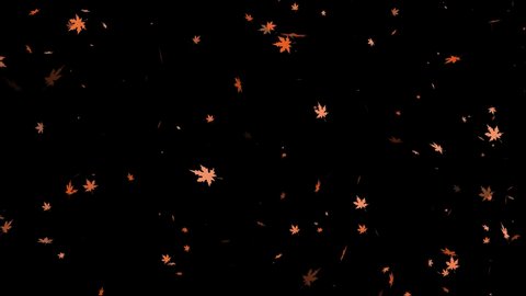 Leaf fall animation with wind. Autumn maple, leaves falling on black chromakey background. 4K Animation of autumn leaves falling effect on transparent background. 