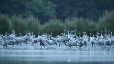 Common cranes ( Grus grus ) on the lake