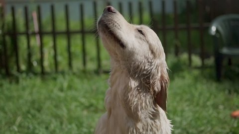 A wet Golden Retriever shakes off splashes of water. Puppy frolicking in the backyard in summer