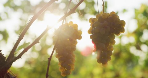 Close up of biological and ecological ripe grape bunches ready to be picked during harvesting season in vineyard for further high quality wine production.