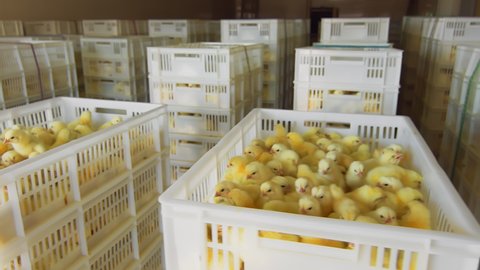 Poultry and chicken breeding. Little chickens in containers for transportation. Industrial breeding and transportation of small chickens in plastic containers.