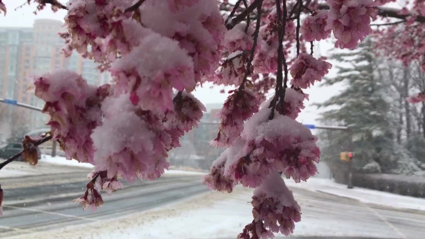 Blooming pink cherry tree during the snow storm. Close up motion view. Return to winter time concept. 