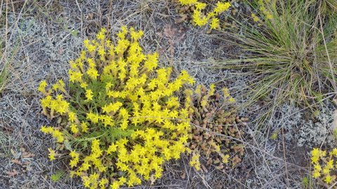The yellow goldmoss stonecrop plant on the ground also known as the sedum acre plant