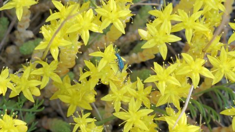 Top view of the blue bug crawling on the yellow flowers of the goldmoss stonecrop plant