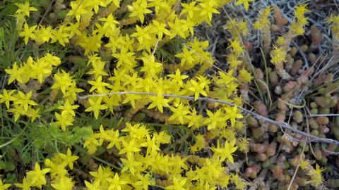 Closer look of the yellow flowers of the goldmoss stonecrop plants with the other name of mossy stonecrop on the ground