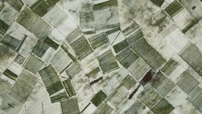 Aerial view of seaweed plantation