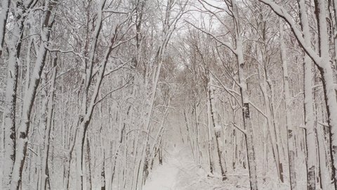 Birch forest in the snow. getting through winter forest trees. Inside there is a winter forest with snow-covered trees. Fairy forest with snow on the trees.