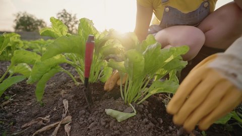 A woman is cultivating beets on a plantation. A farmer in a straw hat and denim clothes tends to plants in his vegetable garden. Farmer's hands in gloves plant seedlings in the ground. Bright sunlight