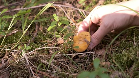 Man is picking up mushroom in forest, closeup hand view. Mushroomer walking in the forest in autumn. Natural vegetarian food ingredient from woodland.
