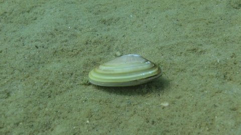 Donax trunculus. The clam buries itself in the sand.  Black Sea.
