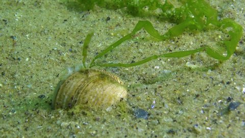 The mollusc (Chamelea gallina) on which green algae grow, lives in the sand and filters the water, you can see its siphons