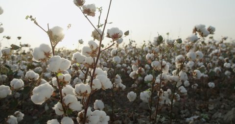 Cotton field , high-quality cotton Bush, ready for harvesting, against the background of the sunset, 4 to video