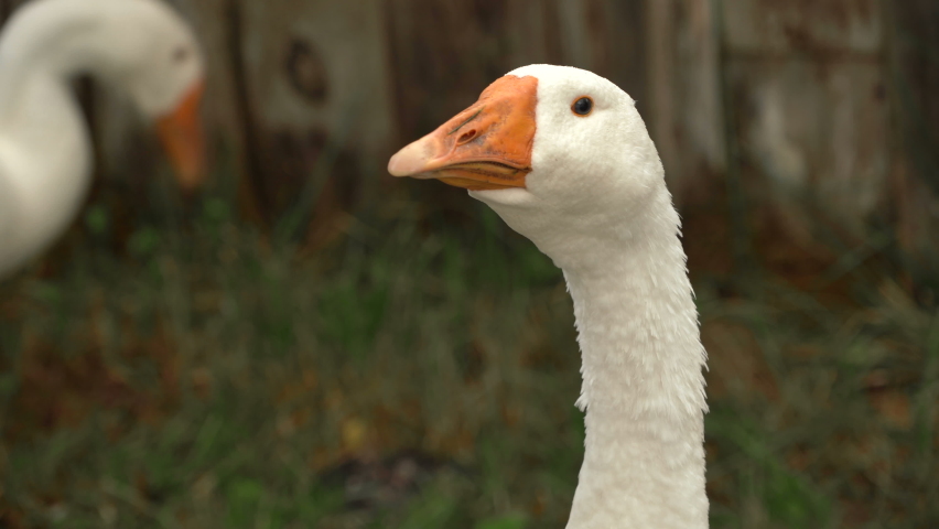 bird pecking camera