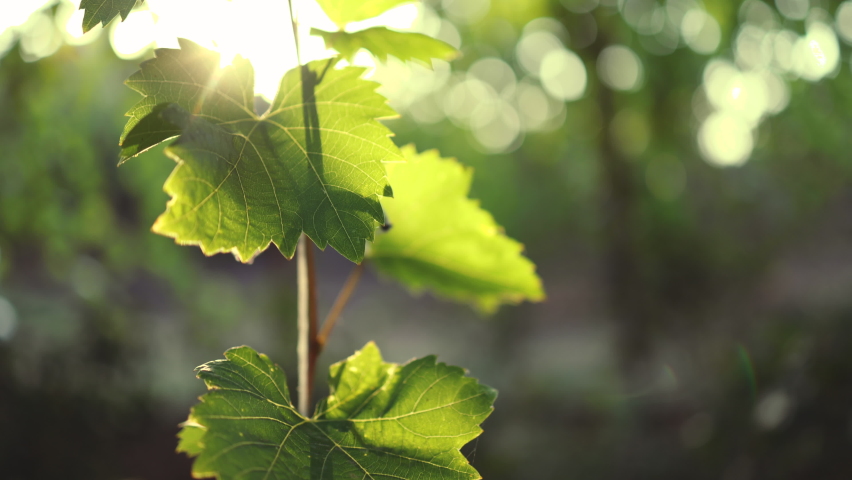 Grapes leaves and sunshine. Growing, and harvesting grape vines and vineyard field | Shutterstock HD Video #1059539558