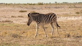Zebras walking through the Etosha Nationalpark while eating