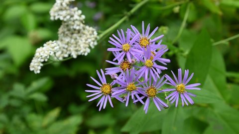 Looking straight down on a group of bright purple wild aster flowers with yellow centers moving in a very light wind.  The background is bright and pale green with white flowers.