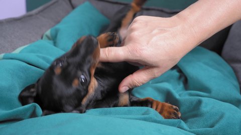 Baby dog is lying on pillow in soft cozy bed for pet, playing and biting hand and fingers of owner. Fangs of adorable dachshund puppy grow and itch
