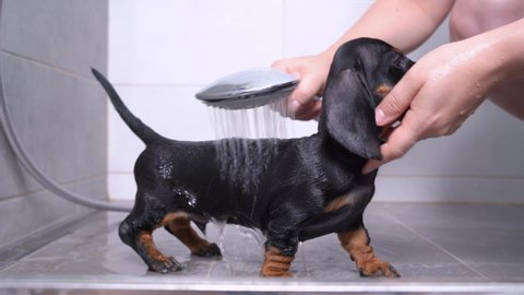 Owner pours dirty dachshund puppy with warm water in bathroom after walk. Funny wet baby dog takes shower with pleasure, leaves away. Regular hygiene procedures for pets