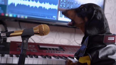 Cute little dachshund wearing black leather jacket singing into the luxurious golden microphone on sound recording studio background. Humorous concept of audio record by pet