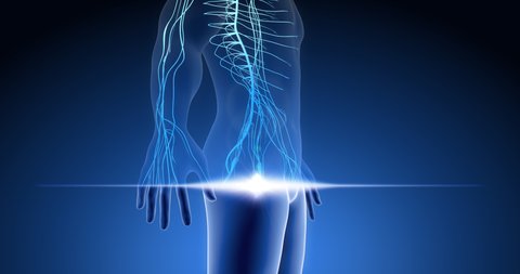 Human nervous system, central nervous system, neurons in body parts, human scan 3D render