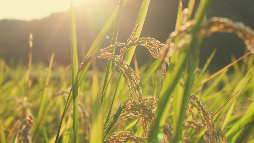Ears of rice in the light of dusk | Shutterstock HD Video #1059542996