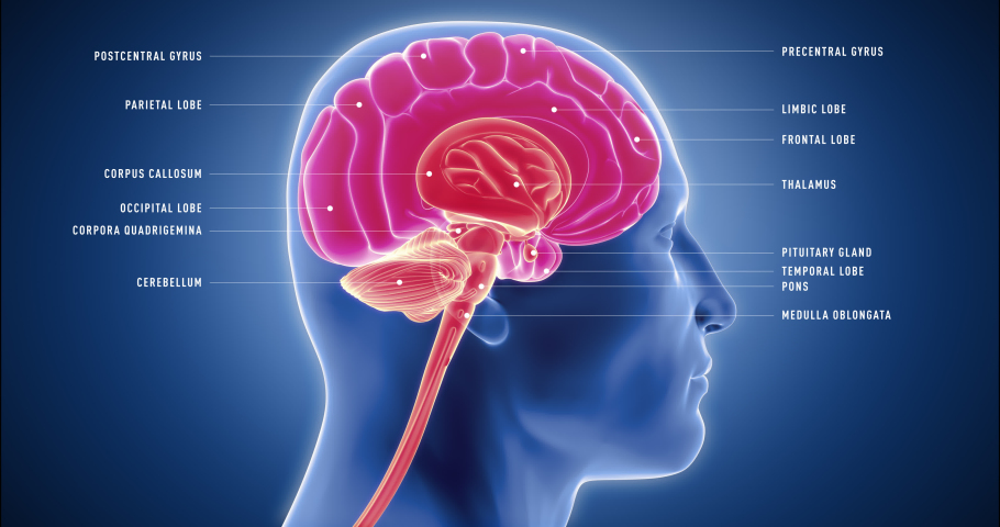 Human brain detailed model, neocortex, limbic system, reptilian brain, spinal cord 3D animation
