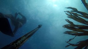 spearfishing man with speargun diving in apnea to fishing a seabass , 4k video footage