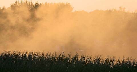 smoke dust cloud blows over corn field